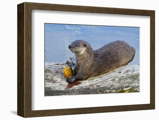 Wyoming, Yellowstone National Park, Northern River Otter Eating Cutthroat Trout-Elizabeth Boehm-Framed Photographic Print