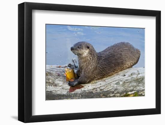 Wyoming, Yellowstone National Park, Northern River Otter Eating Cutthroat Trout-Elizabeth Boehm-Framed Photographic Print