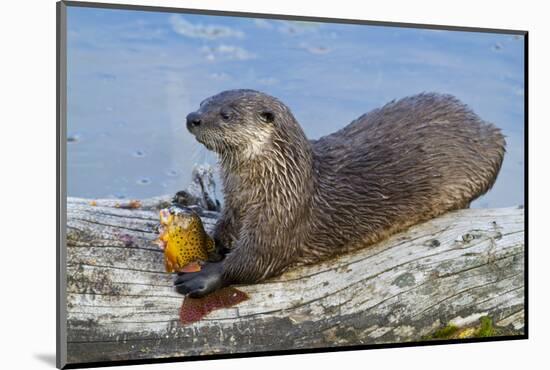 Wyoming, Yellowstone National Park, Northern River Otter Eating Cutthroat Trout-Elizabeth Boehm-Mounted Photographic Print