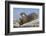 Wyoming, Yellowstone National Park, Northern River Otter Eating Cutthroat Trout-Elizabeth Boehm-Framed Photographic Print