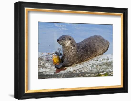 Wyoming, Yellowstone National Park, Northern River Otter Eating Cutthroat Trout-Elizabeth Boehm-Framed Photographic Print