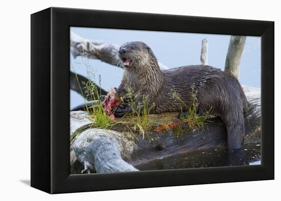 Wyoming, Yellowstone National Park, Northern River Otter on Log in Trout Lake-Elizabeth Boehm-Framed Premier Image Canvas