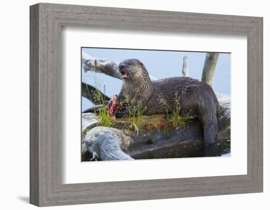 Wyoming, Yellowstone National Park, Northern River Otter on Log in Trout Lake-Elizabeth Boehm-Framed Photographic Print