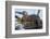 Wyoming, Yellowstone National Park, Northern River Otter on Log in Trout Lake-Elizabeth Boehm-Framed Photographic Print