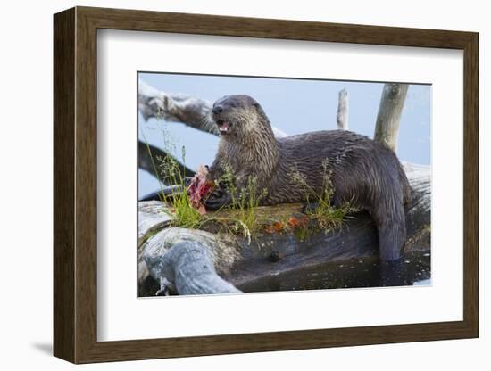 Wyoming, Yellowstone National Park, Northern River Otter on Log in Trout Lake-Elizabeth Boehm-Framed Photographic Print