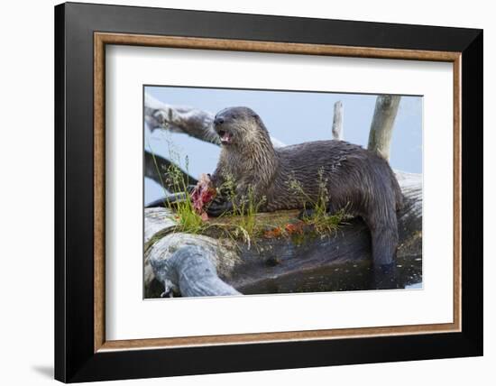 Wyoming, Yellowstone National Park, Northern River Otter on Log in Trout Lake-Elizabeth Boehm-Framed Photographic Print