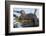 Wyoming, Yellowstone National Park, Northern River Otter on Log in Trout Lake-Elizabeth Boehm-Framed Photographic Print