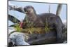 Wyoming, Yellowstone National Park, Northern River Otter on Log in Trout Lake-Elizabeth Boehm-Mounted Photographic Print