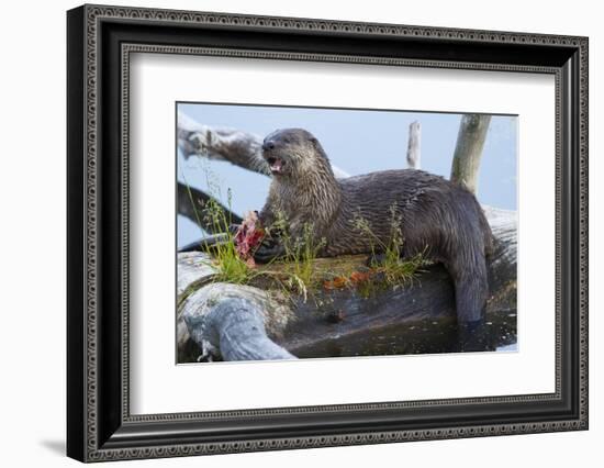 Wyoming, Yellowstone National Park, Northern River Otter on Log in Trout Lake-Elizabeth Boehm-Framed Photographic Print