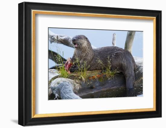 Wyoming, Yellowstone National Park, Northern River Otter on Log in Trout Lake-Elizabeth Boehm-Framed Photographic Print