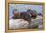 Wyoming, Yellowstone National Park, Northern River Otter Pups Eating Trout-Elizabeth Boehm-Framed Premier Image Canvas