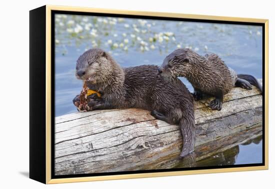 Wyoming, Yellowstone National Park, Northern River Otter Pups Eating Trout-Elizabeth Boehm-Framed Premier Image Canvas