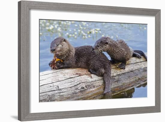 Wyoming, Yellowstone National Park, Northern River Otter Pups Eating Trout-Elizabeth Boehm-Framed Photographic Print