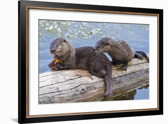 Wyoming, Yellowstone National Park, Northern River Otter Pups Eating Trout-Elizabeth Boehm-Framed Photographic Print