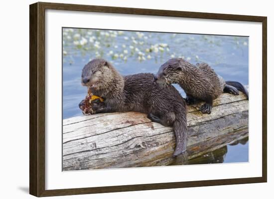 Wyoming, Yellowstone National Park, Northern River Otter Pups Eating Trout-Elizabeth Boehm-Framed Photographic Print