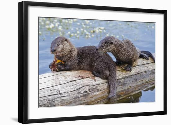 Wyoming, Yellowstone National Park, Northern River Otter Pups Eating Trout-Elizabeth Boehm-Framed Photographic Print