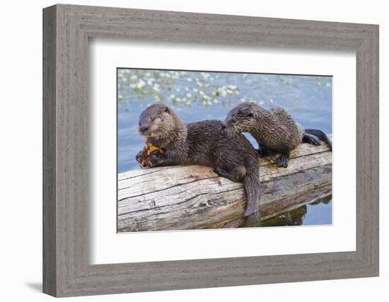 Wyoming, Yellowstone National Park, Northern River Otter Pups Eating Trout-Elizabeth Boehm-Framed Photographic Print