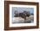 Wyoming, Yellowstone National Park, Northern River Otter Pups Eating Trout-Elizabeth Boehm-Framed Photographic Print