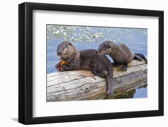 Wyoming, Yellowstone National Park, Northern River Otter Pups Eating Trout-Elizabeth Boehm-Framed Photographic Print