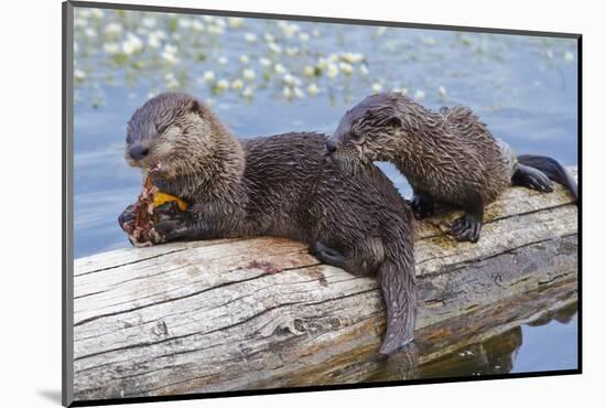 Wyoming, Yellowstone National Park, Northern River Otter Pups Eating Trout-Elizabeth Boehm-Mounted Photographic Print