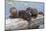 Wyoming, Yellowstone National Park, Northern River Otter Pups Eating Trout-Elizabeth Boehm-Mounted Photographic Print