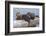 Wyoming, Yellowstone National Park, Northern River Otter Pups Eating Trout-Elizabeth Boehm-Framed Photographic Print