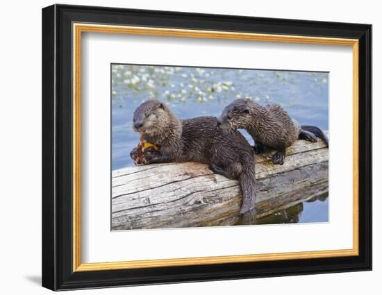 Wyoming, Yellowstone National Park, Northern River Otter Pups Eating Trout-Elizabeth Boehm-Framed Photographic Print