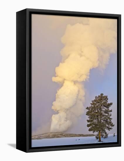 Wyoming, Yellowstone National Park, Old Faithful Geyser Erupting-Elizabeth Boehm-Framed Premier Image Canvas