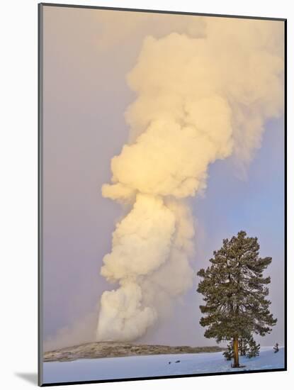 Wyoming, Yellowstone National Park, Old Faithful Geyser Erupting-Elizabeth Boehm-Mounted Photographic Print