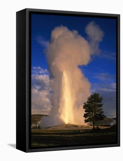 Wyoming, Yellowstone National Park, Old Faithful, Steam and Water Erupting from Thermal Pool-null-Framed Premier Image Canvas