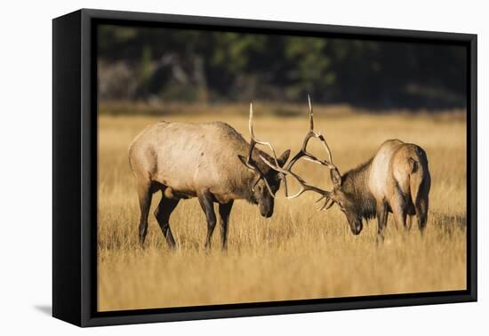 Wyoming, Yellowstone National Park, two young bull elk spar in the autumn grasses for dominance.-Elizabeth Boehm-Framed Premier Image Canvas