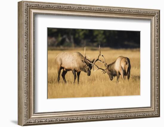 Wyoming, Yellowstone National Park, two young bull elk spar in the autumn grasses for dominance.-Elizabeth Boehm-Framed Photographic Print