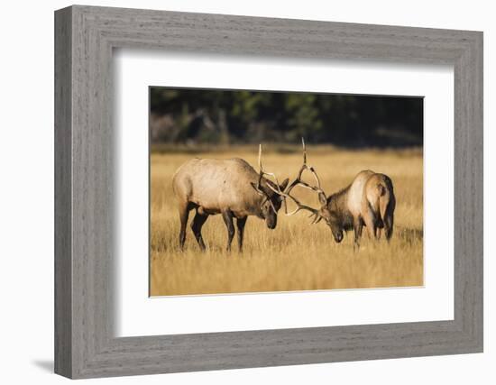 Wyoming, Yellowstone National Park, two young bull elk spar in the autumn grasses for dominance.-Elizabeth Boehm-Framed Photographic Print