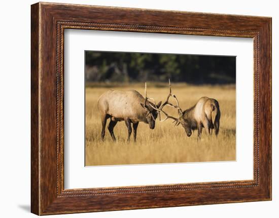 Wyoming, Yellowstone National Park, two young bull elk spar in the autumn grasses for dominance.-Elizabeth Boehm-Framed Photographic Print