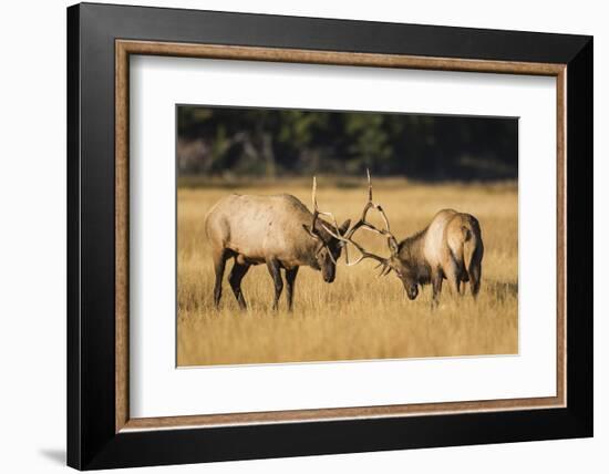 Wyoming, Yellowstone National Park, two young bull elk spar in the autumn grasses for dominance.-Elizabeth Boehm-Framed Photographic Print