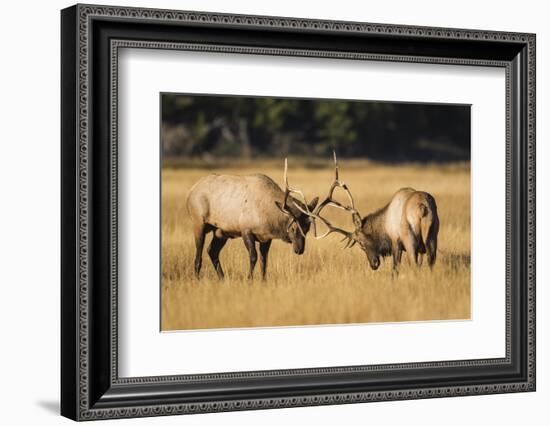 Wyoming, Yellowstone National Park, two young bull elk spar in the autumn grasses for dominance.-Elizabeth Boehm-Framed Photographic Print