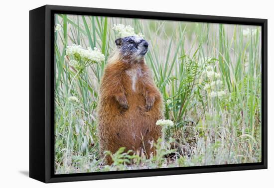 Wyoming, Yellowstone National Park, Yellow Bellied Marmot Sitting on Haunches-Elizabeth Boehm-Framed Premier Image Canvas