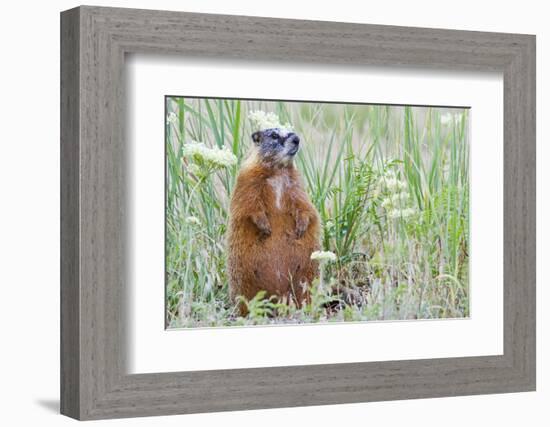 Wyoming, Yellowstone National Park, Yellow Bellied Marmot Sitting on Haunches-Elizabeth Boehm-Framed Photographic Print