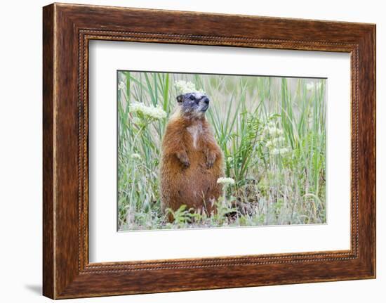 Wyoming, Yellowstone National Park, Yellow Bellied Marmot Sitting on Haunches-Elizabeth Boehm-Framed Photographic Print