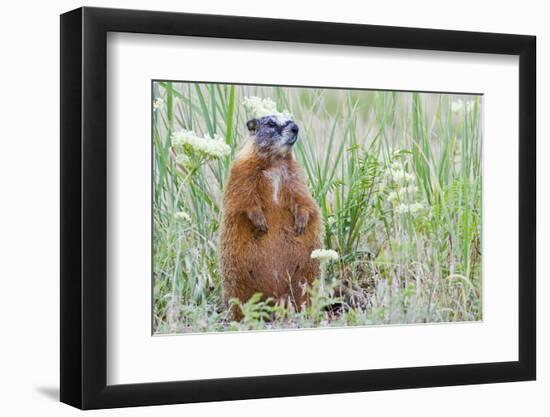 Wyoming, Yellowstone National Park, Yellow Bellied Marmot Sitting on Haunches-Elizabeth Boehm-Framed Photographic Print