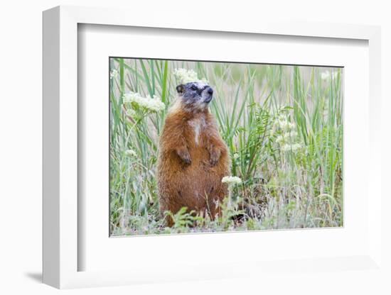 Wyoming, Yellowstone National Park, Yellow Bellied Marmot Sitting on Haunches-Elizabeth Boehm-Framed Photographic Print