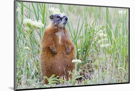 Wyoming, Yellowstone National Park, Yellow Bellied Marmot Sitting on Haunches-Elizabeth Boehm-Mounted Photographic Print