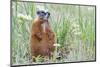 Wyoming, Yellowstone National Park, Yellow Bellied Marmot Sitting on Haunches-Elizabeth Boehm-Mounted Photographic Print