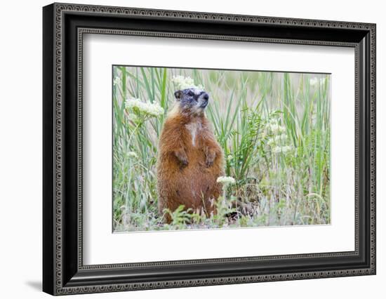 Wyoming, Yellowstone National Park, Yellow Bellied Marmot Sitting on Haunches-Elizabeth Boehm-Framed Photographic Print