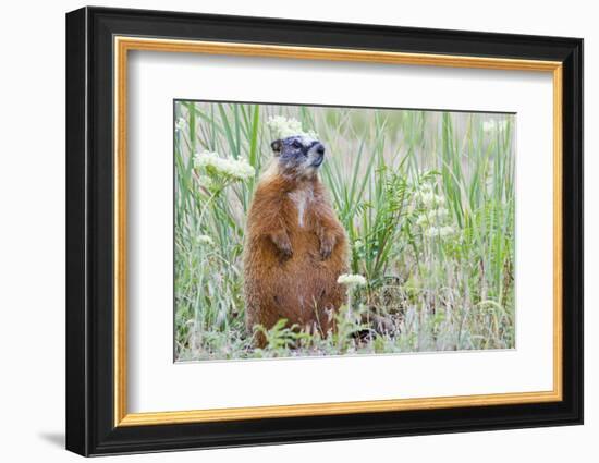 Wyoming, Yellowstone National Park, Yellow Bellied Marmot Sitting on Haunches-Elizabeth Boehm-Framed Photographic Print