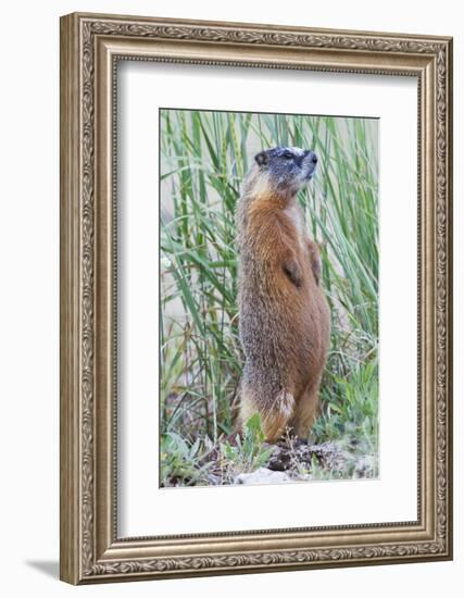 Wyoming, Yellowstone National Park, Yellow Bellied Marmot Standing on Hind Legs-Elizabeth Boehm-Framed Photographic Print