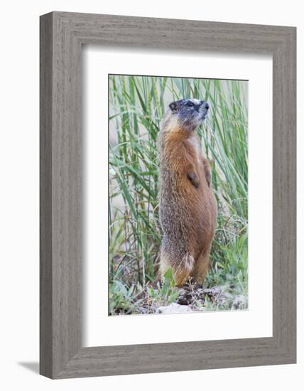 Wyoming, Yellowstone National Park, Yellow Bellied Marmot Standing on Hind Legs-Elizabeth Boehm-Framed Photographic Print