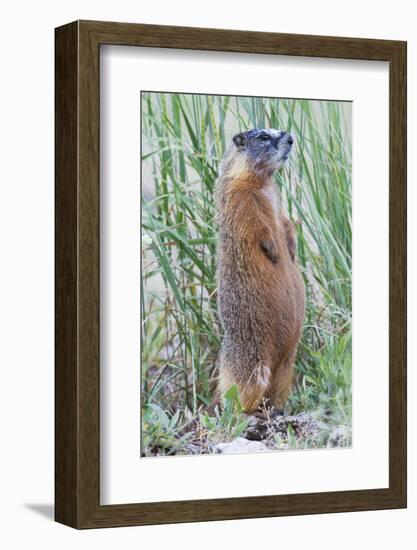 Wyoming, Yellowstone National Park, Yellow Bellied Marmot Standing on Hind Legs-Elizabeth Boehm-Framed Photographic Print