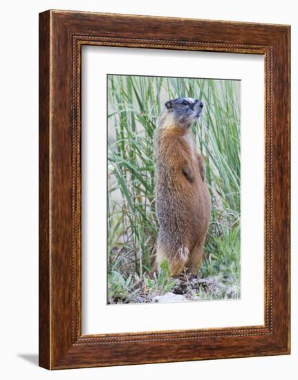 Wyoming, Yellowstone National Park, Yellow Bellied Marmot Standing on Hind Legs-Elizabeth Boehm-Framed Photographic Print