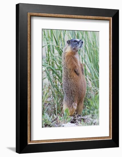 Wyoming, Yellowstone National Park, Yellow Bellied Marmot Standing on Hind Legs-Elizabeth Boehm-Framed Photographic Print